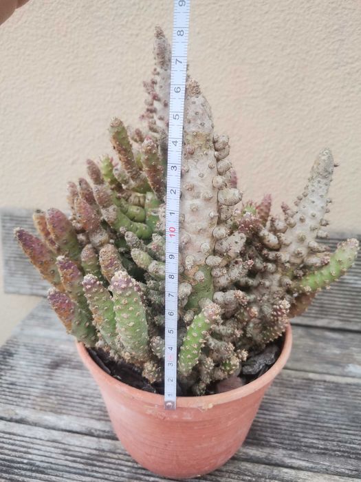 Vaso com vários cactos