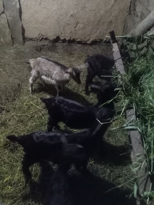 Продам козлят...