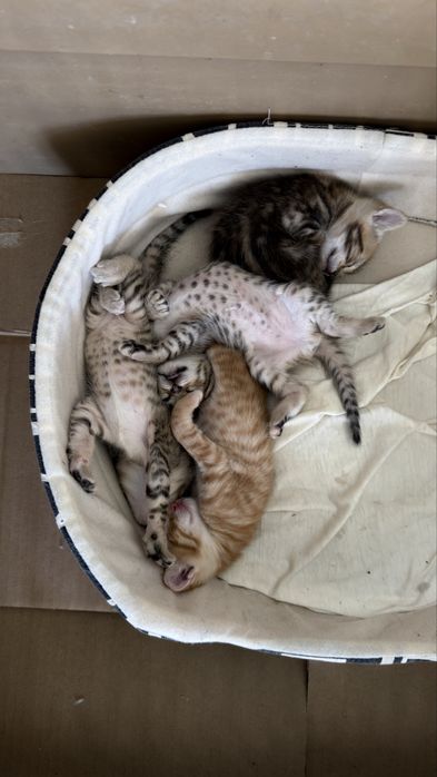 Para Adoção 4 Gatinhos