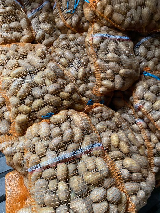 Sprzedam ziemniaki jadalne i sadzeniaka  queen Annę workowane 15 kg