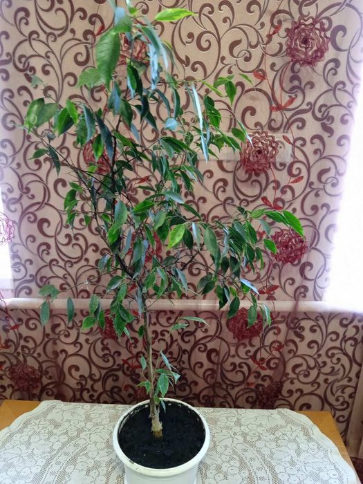 Фікус Бенджаміна