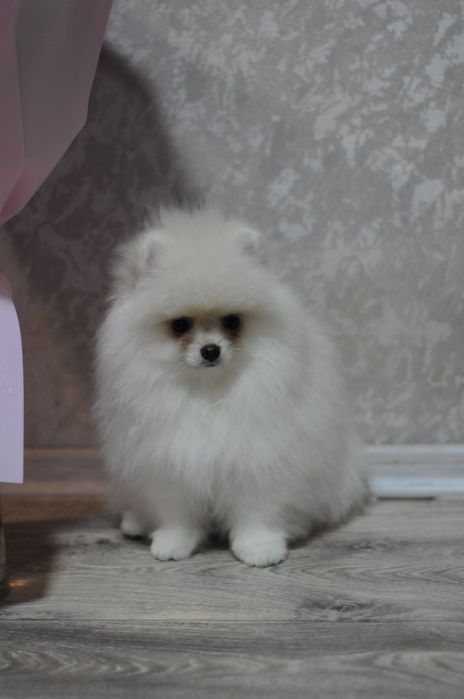 ТОПовые мини мишки