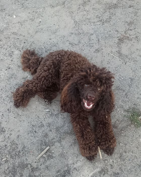 Вязка. Шоколадный миниатюрный пудель