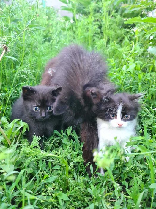 Котенята, віддам в добрі руки