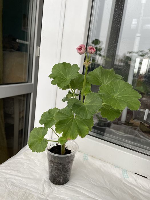 Пеларгонія рожева