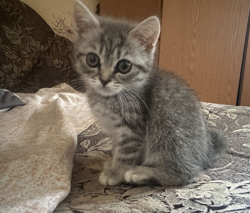 Скотиш страйт продам