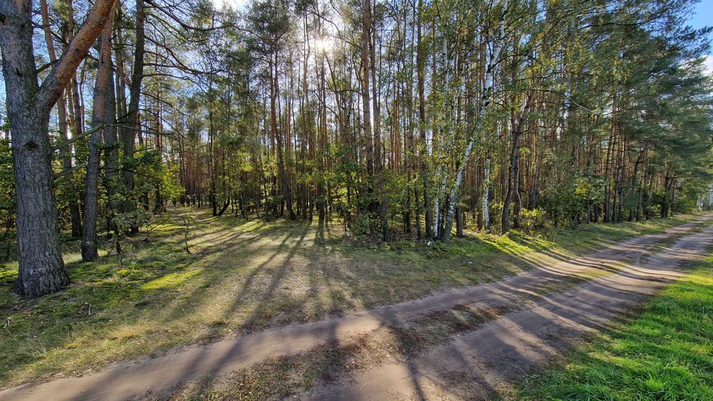 Działka leśna 9900 m2, LAS