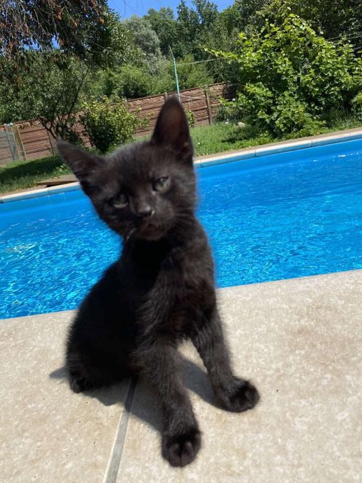 Котята порода Нибелунг