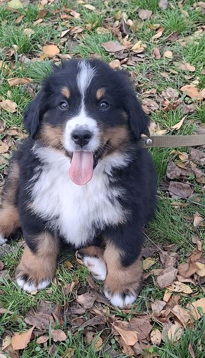 Бернські Зенненхунди(Швейцарська пастушья вівчарка)