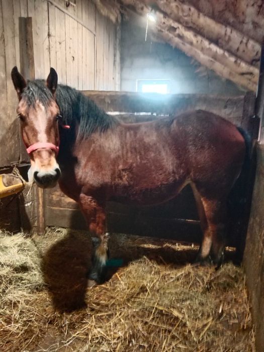 Sprzedam klacz w typie sztumskim