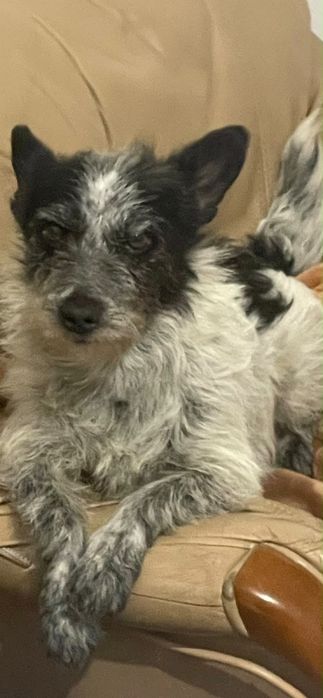 Schnauzer Miniatura para adopcão responsável!