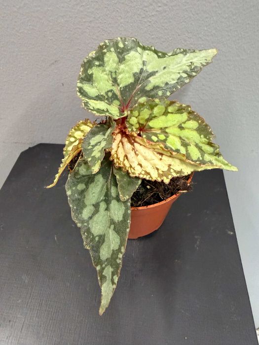 Begonia 'Lucifer'