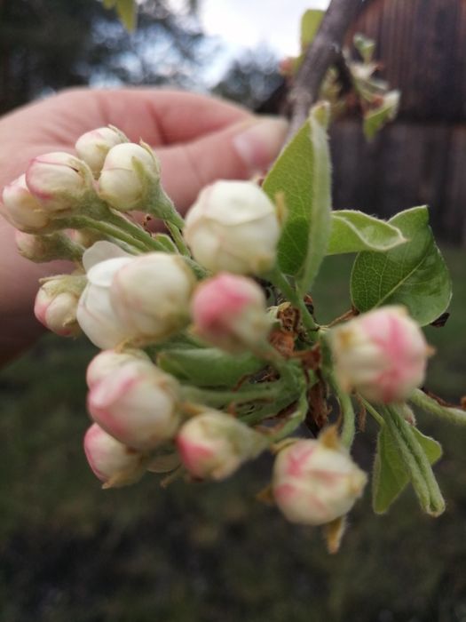 Syrop kwiat dzikiej jabłoni