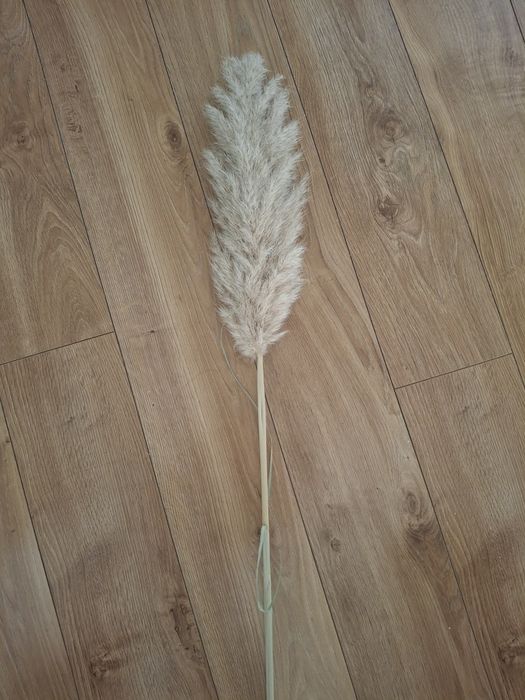 Trawa pompasowa 5 sztuk