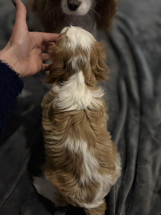 Cavalier King Charles Spaniel FCI piesek blenheim