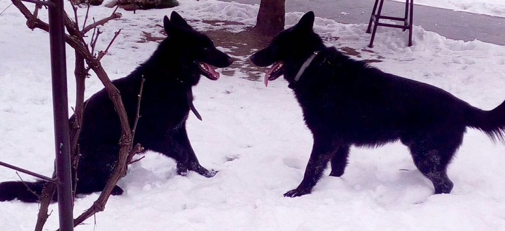 Предлагается для вязки крупный чёрный кобель.ксу