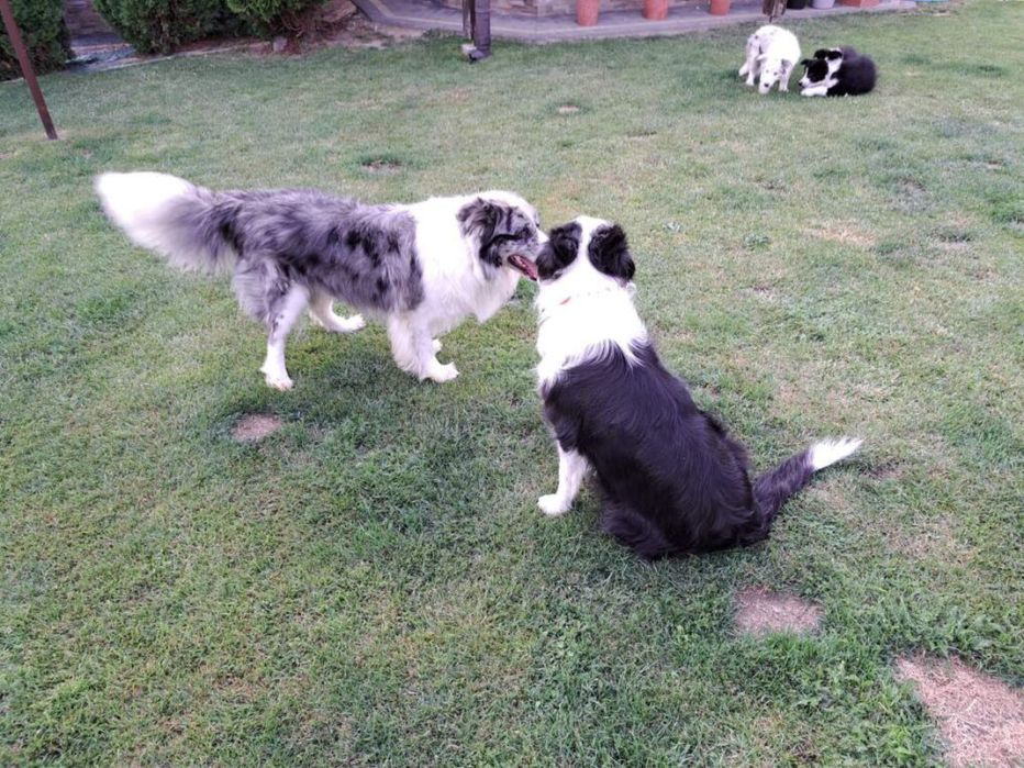 Border collie pies chocko merle Lolek