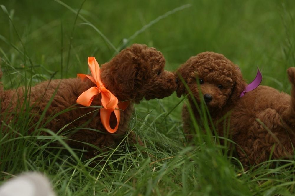 Той пудель супер хлопці