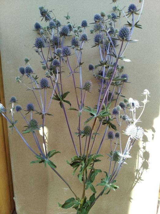 Сухоцвіти мордовник, гомфрена, синьоголовник, кермек, просо волосовидн