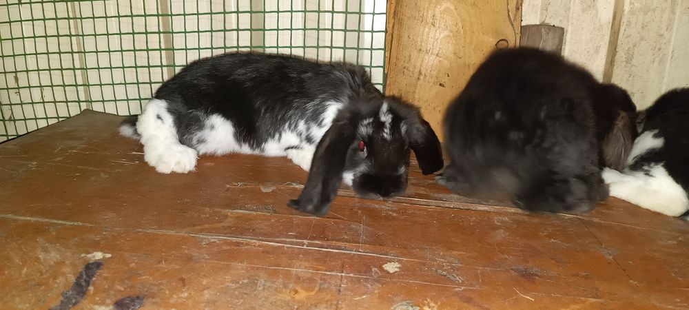 Продам кролів Французький Баран