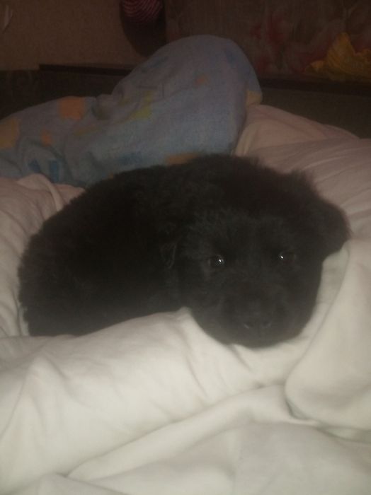 Не дорого в хорошие руки. Комочек счастья