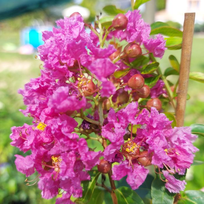 Lagerstroemia indica dynamite 4kolory