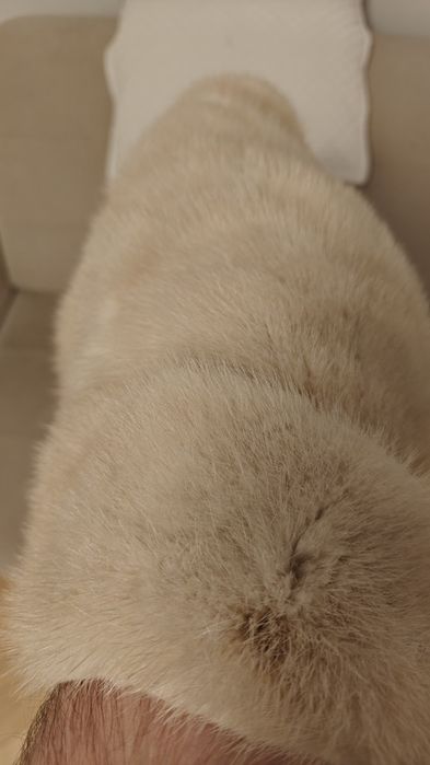 Etola z norki jasna (futro naturalne)