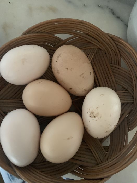 Vendo ovos galados galinhas muito boas para carne ou para pôr ovos