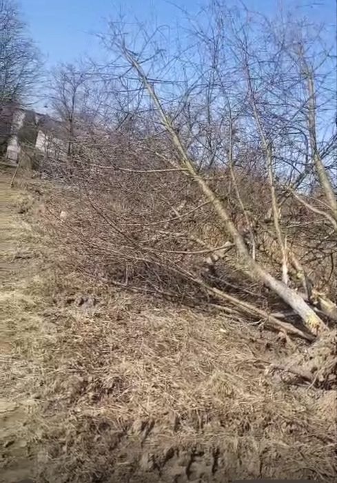 Drewno na opal drzewo