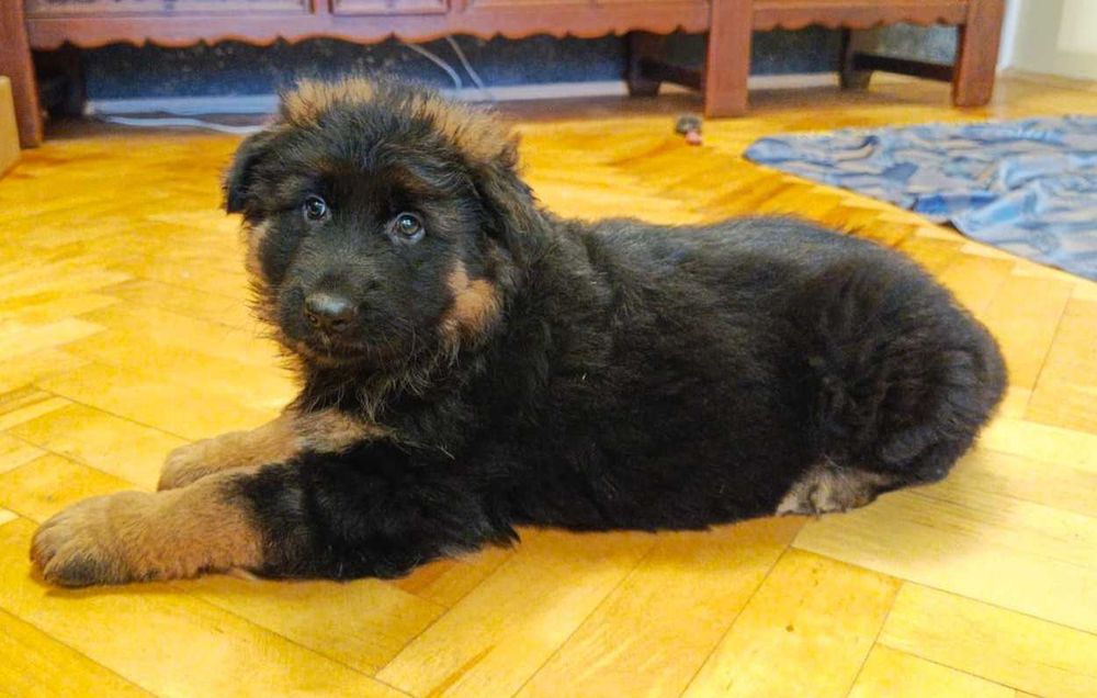 Owczarek niemiecki FCI długowłosy suczka