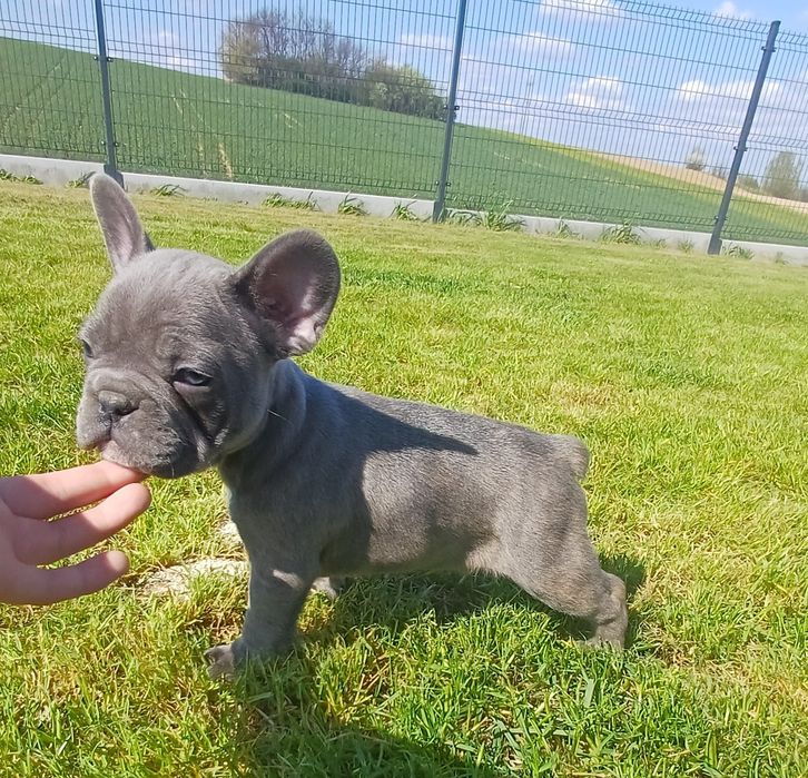 Sprzedam pieska Buldog francuski