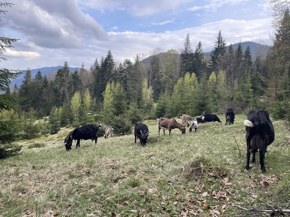 Сири козині мʼякі та тверді
