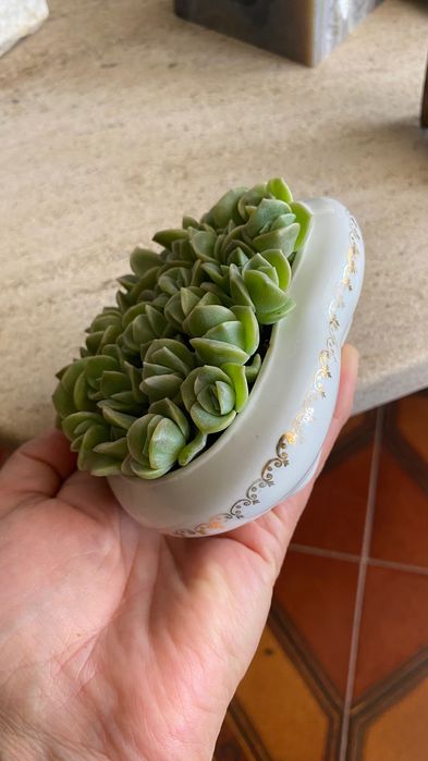 Suculenta em caixa de porcelana