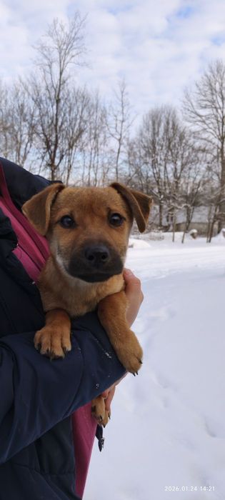 Маленький Блінчік шукає родину