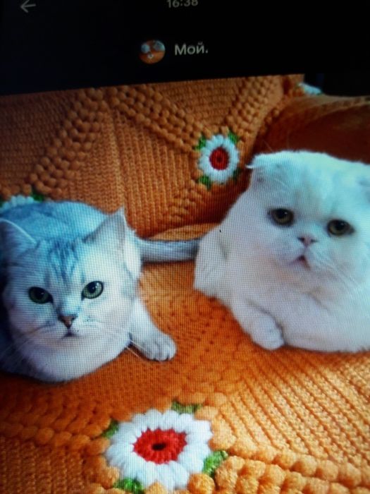 Продаются котята