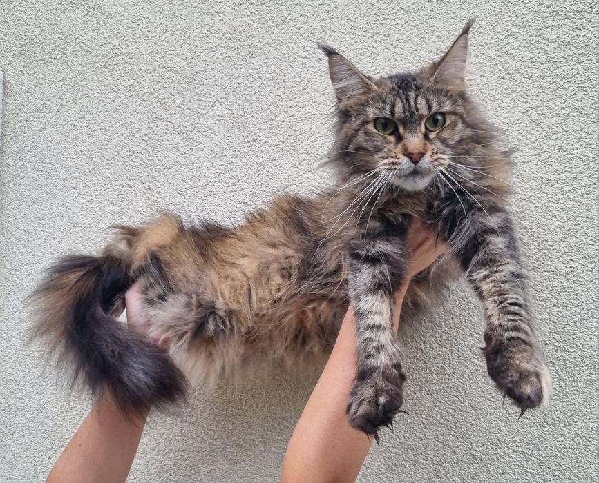 Maine Coon kotka do hodowli