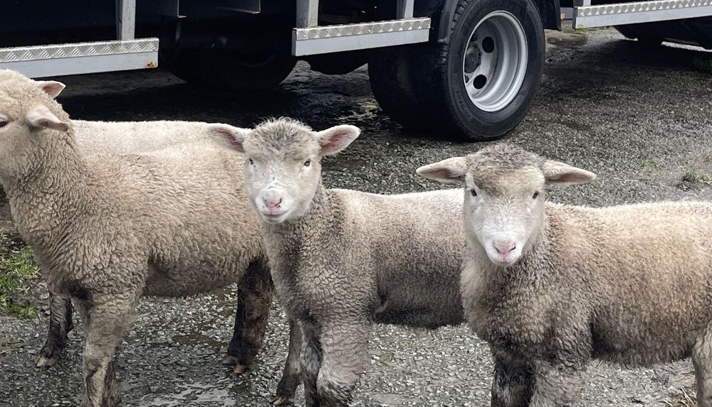 Borregos e borregas cx de merino e cx île de france  desmamados