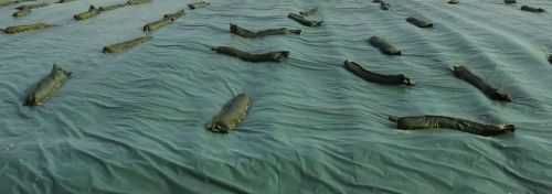 Siatka ochronna  na silos lub pryzmę