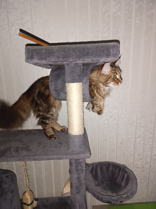 Комплекс для кошки