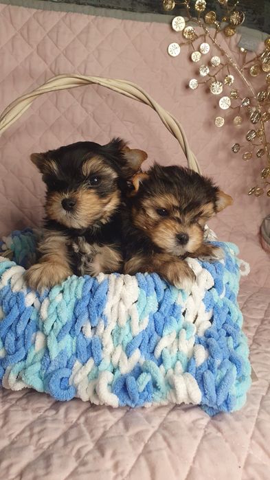 Малыши йорики мажорики