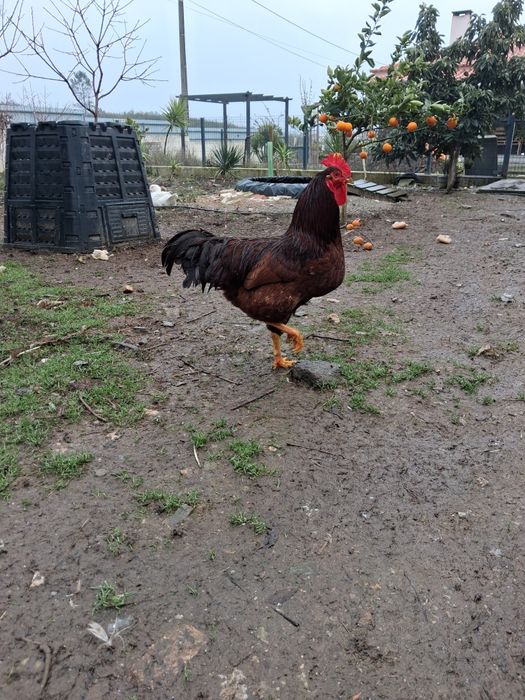 Rhode island red