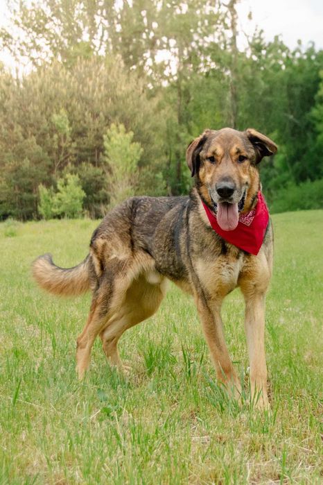 Maniuś - pies do adopcji, który swoją miłością rozgrzeje każde serce!