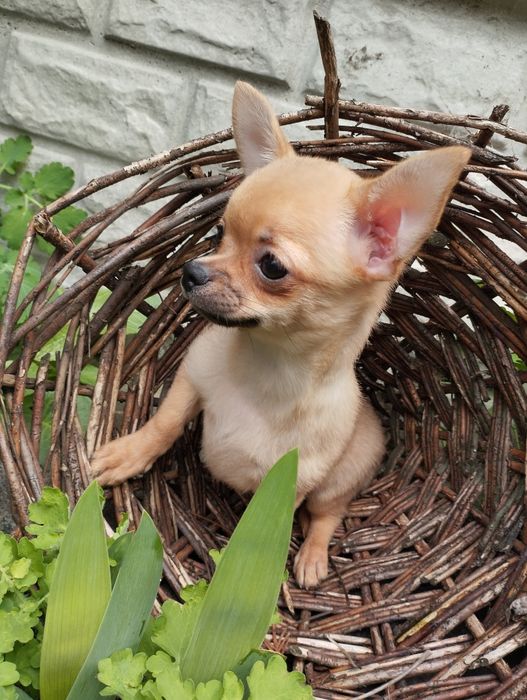 Девочка,чихуахуа