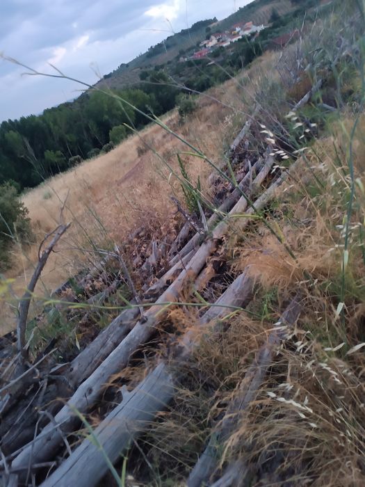 Madeira de pinho – cerca de 20 toneladas ou mais – Bom estado