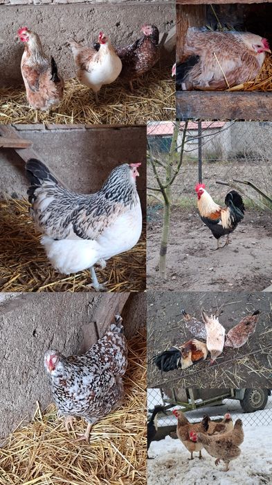 Jaja lęgowe kury zagrodówki, zagrodowe