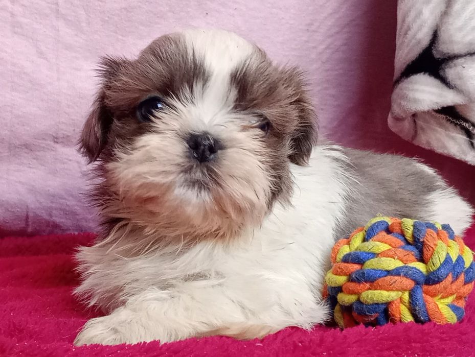 Shihtzu dziewczynka