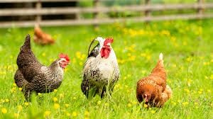 Kury kokoszki młode nioski kaczki gęsi perliczki brojlery drób leghorn