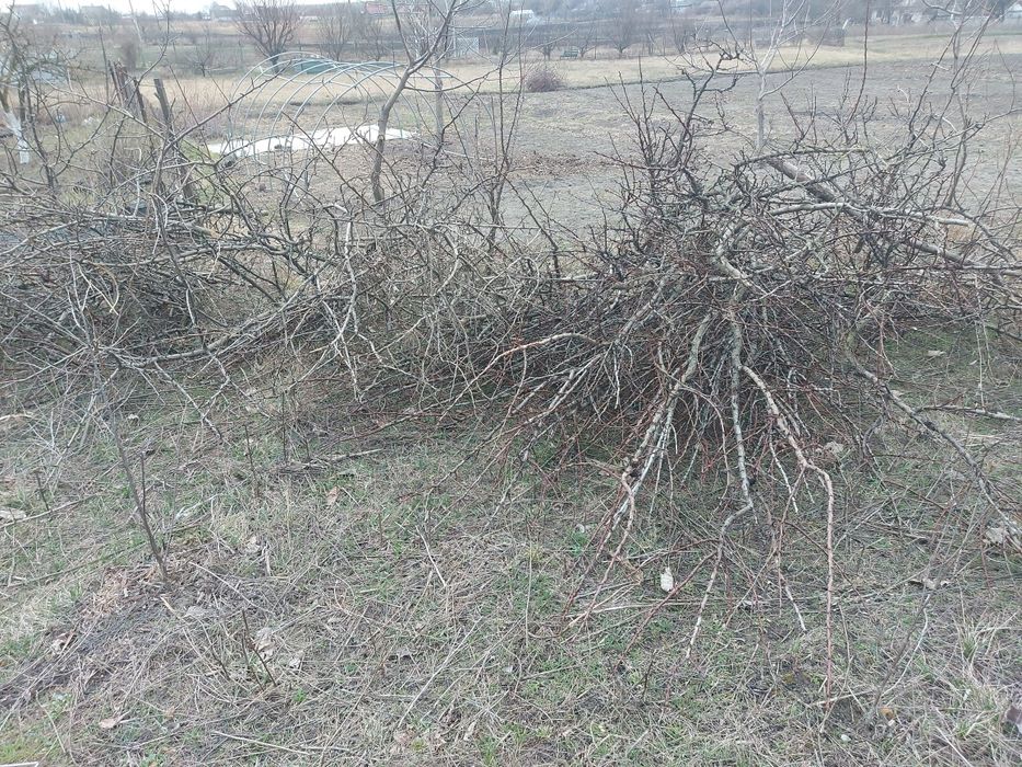 Гілки фруктових дерев 3-4м3 безкоштовно