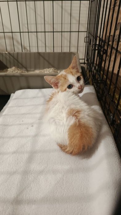 Gatinha bebé fêmea para adoção
