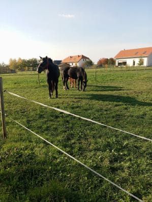 Sprzedam konie 3 klacze